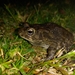 Guttural Toad - Photo (c) Elton Le Roux, all rights reserved, uploaded by Elton Le Roux
