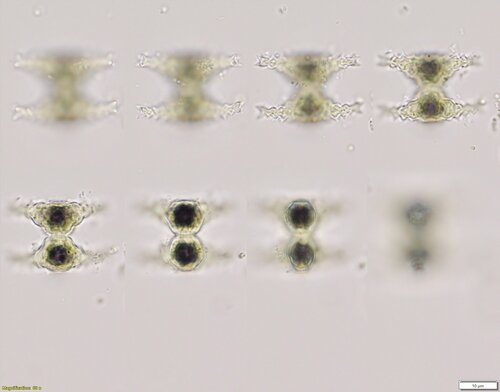 Staurastrum crenulatum