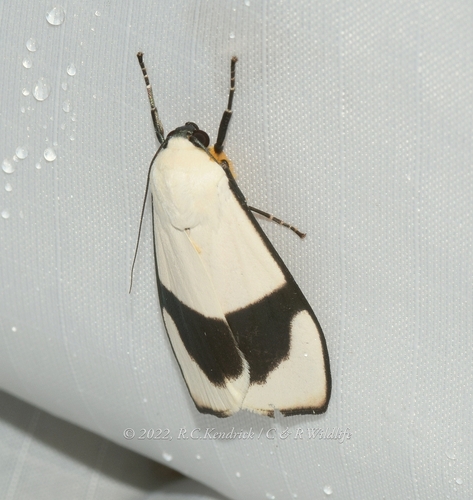 Vamuna virilis