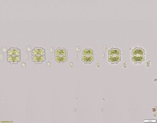 Cosmarium meneghinii