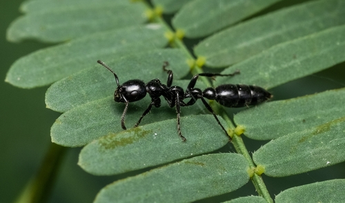 Tetraponera nigra (Jerdon, 1851)
