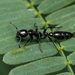 Indian Black Slender Ant - Photo (c) awayk3n, all rights reserved, uploaded by awayk3n
