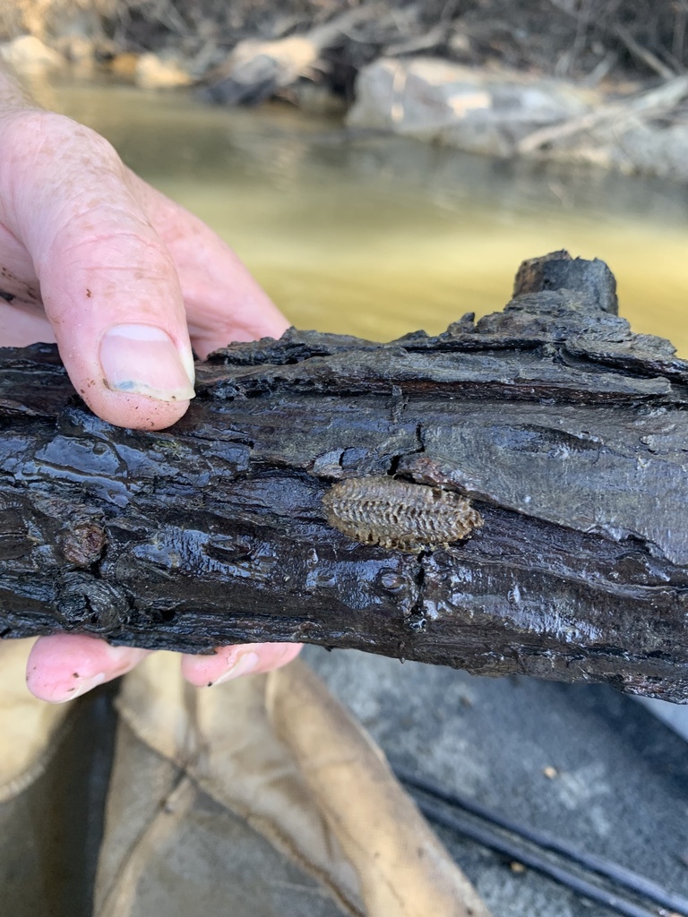 Mantises from choctawhatchee river ebro fl us on november 02 2022