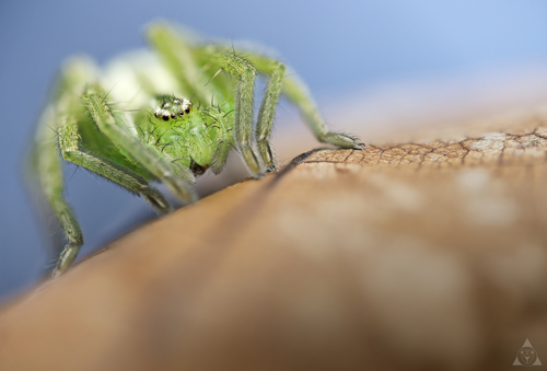 Green Huntsman Spider