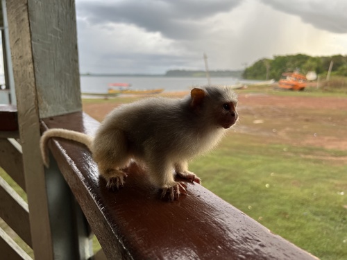 Munduruku marmoset (Mico munduruku) — Vulnerable Mammalia
