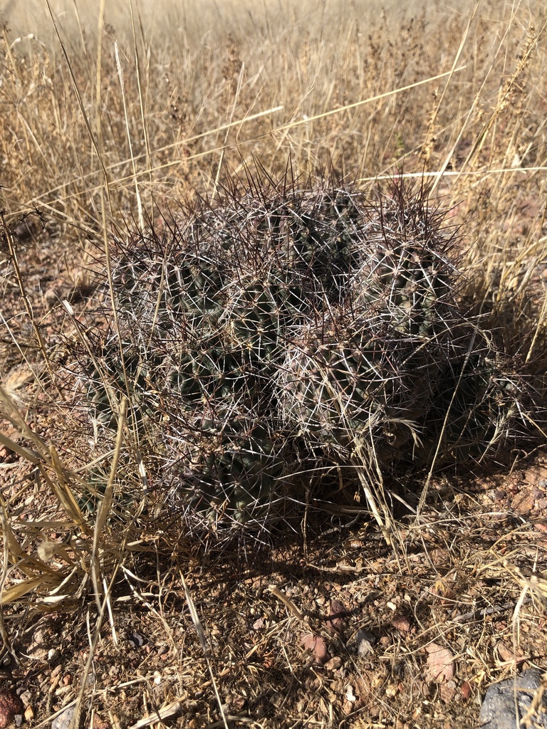 globular cacti, moonlight cacti, torch cacti, and allies from Marfa, TX ...