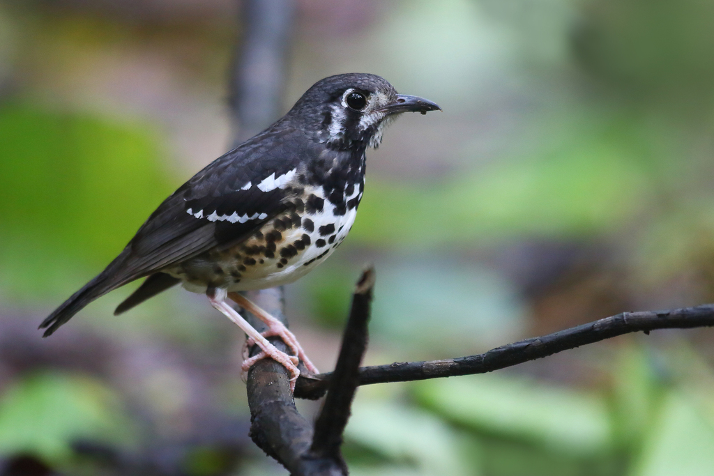 Ashy Thrush (Geokichla cinerea) photo