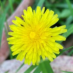 Taraxacum officinale image