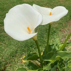 Zantedeschia aethiopica image