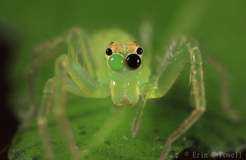 Magnolia Green Jumping Spider