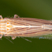 Cicadula placida typica - Photo (c) gernotkunz, todos los derechos reservados, uploaded by gernotkunz