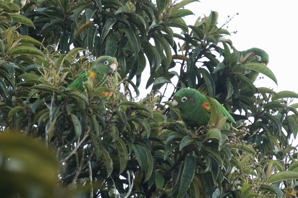 Rand Rudland Santa Marta Parakeet in December 2022 by Rand Rudland · iNaturalist