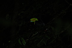 Ramphastos sulfuratus image