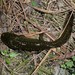 Michoacan Stream Salamander - Photo (c) Alejandro Mijangos Betanzos, all rights reserved, uploaded by Alejandro Mijangos Betanzos
