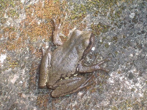 Northern Streamside Tree Frog