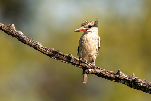 Striped Kingfisher