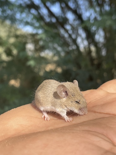 Common Indian Field Mouse