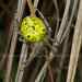 Araneus tricoloratus - Photo (c) Kaniska, all rights reserved, uploaded by Kaniska