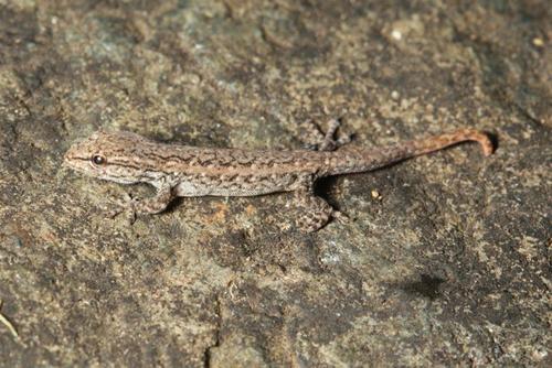 Methuen's Dwarf Gecko (Lygodactylus methueni) · iNaturalist