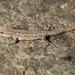 Methuen's Dwarf Gecko - Photo (c) Toby Hibbitts, all rights reserved