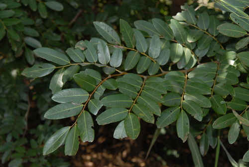 Tallow Tree (Detarium senegalense)