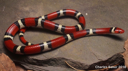 Scarlet Kingsnake