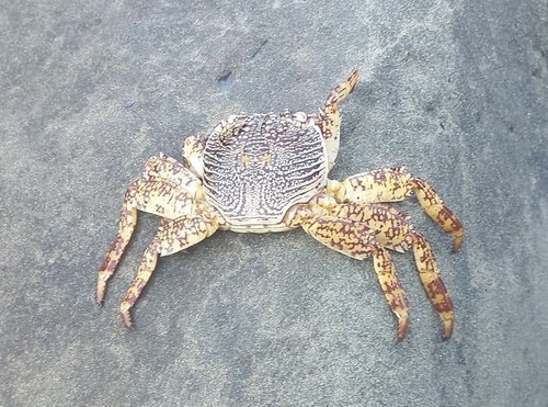 Mottled Lightfoot Crab