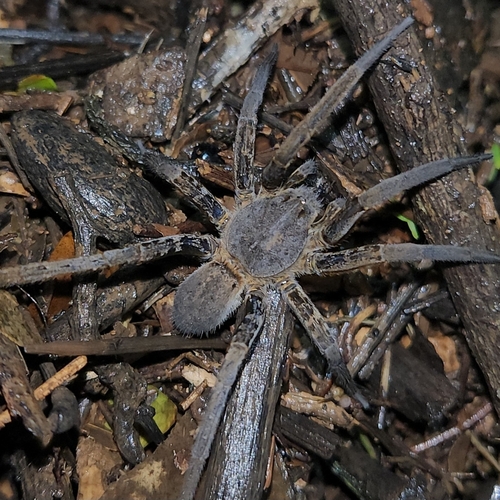 Bogota Giant Fishing Spider