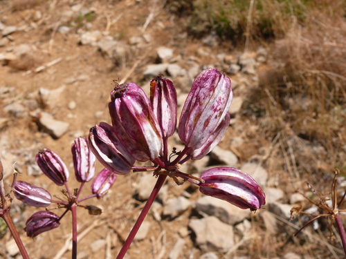 Prangos platychlaena