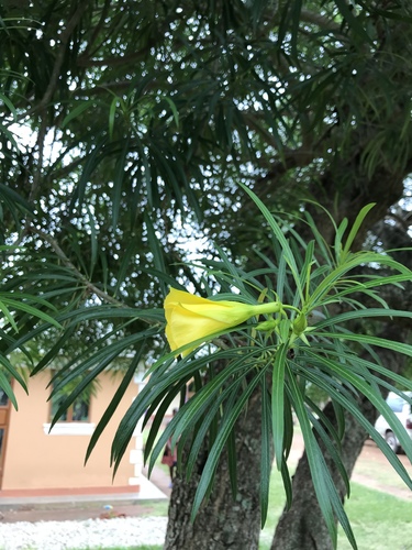 Be-still tree