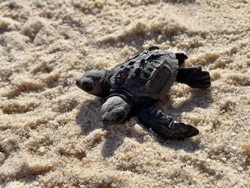 Olive Ridley Sea Turtle