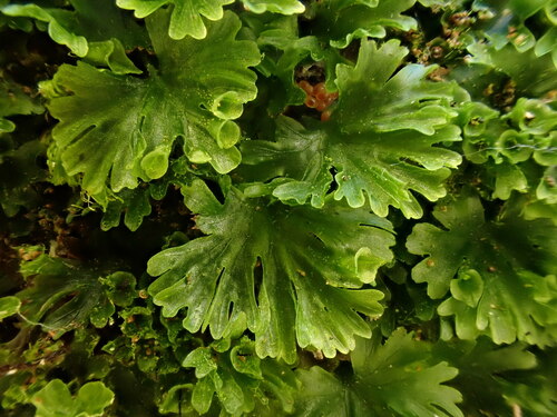 Crepidomanes parvulum (Poir.) Nivart, Senterre & Dubuisson