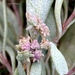 Aceria obiones - Photo (c) Leonard Worthington, כל הזכויות שמורות, הועלה על ידי Leonard Worthington