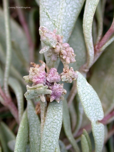 Aceria obiones