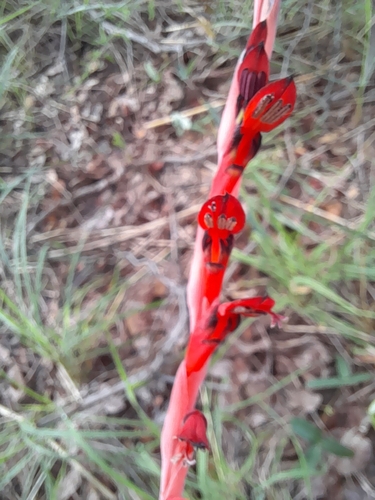 Gladiolus huillensis