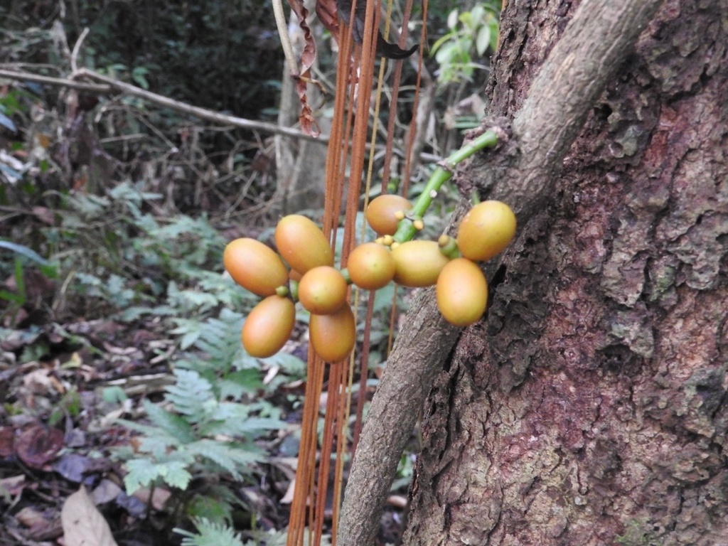 Gnetum leptostachyum (Gnetum leptostachyum)