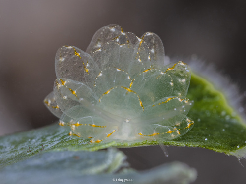 Cyerce elegans Bergh, 1870