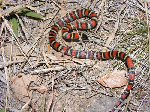 Ruthvens Kingsnake