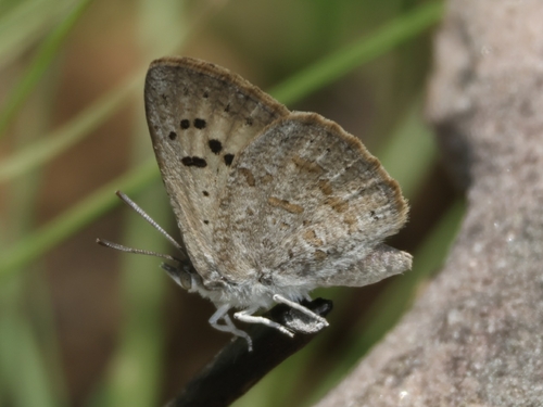 Subspecies Thestor basutus basutus · iNaturalist