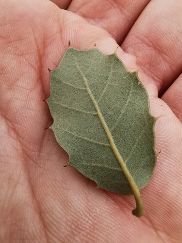 Quercus × eborense