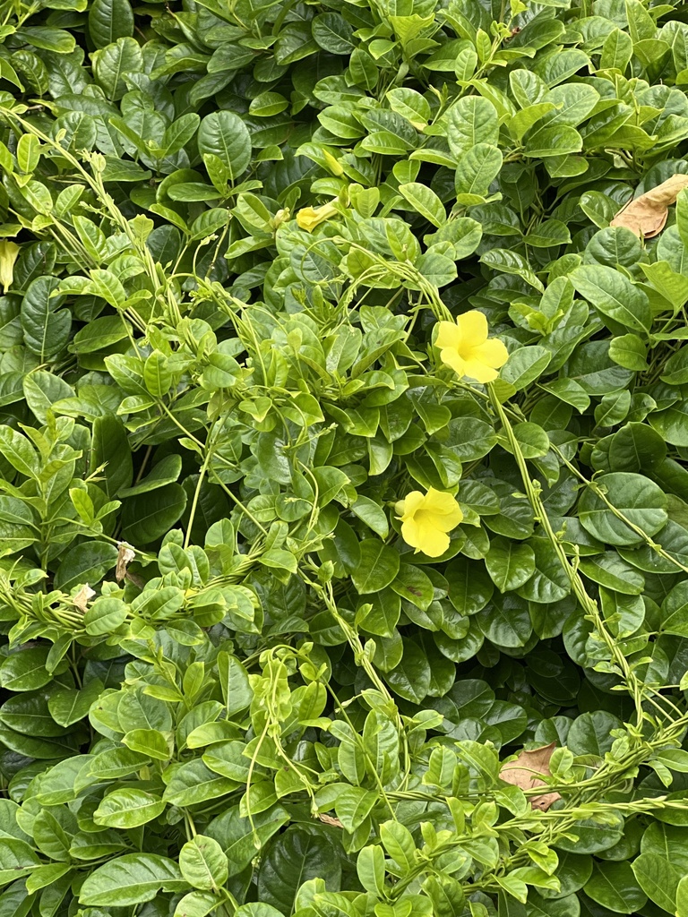 Hammock Viper'stail from Barbados, Bridgetown, Barbados, BB on December 10, 2022 at 1149 AM by