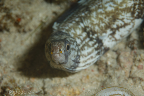 Enigmatic Moray — seen at this dive site