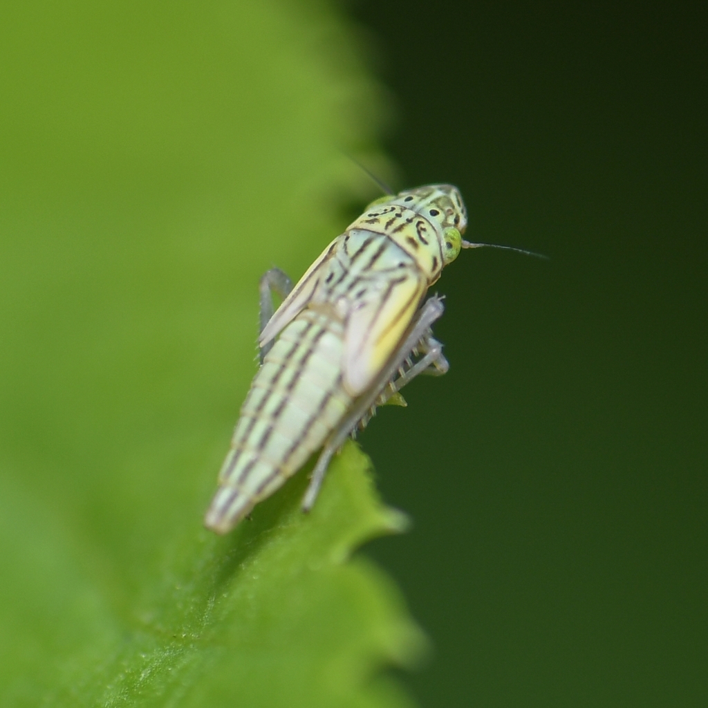 Common Green Leafhopper from Kendall Indian Hammocks Park on December 9