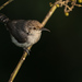 Tooth-billed Wren - Photo (c) Joao Quental, all rights reserved, uploaded by Joao Quental