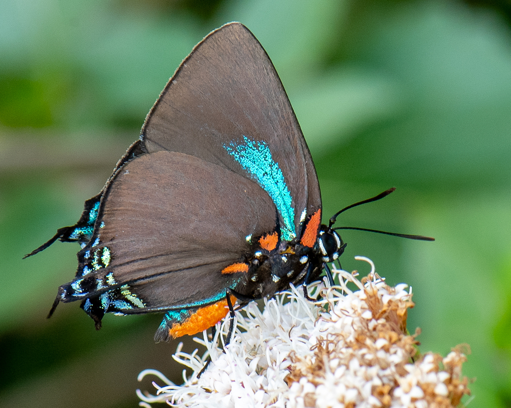 Great Purple Hairstreak