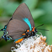 Mariposa Sedosa Gigante Azul - Photo (c) Katherine Benbow Daniels, todos los derechos reservados, subido por Katherine Benbow Daniels