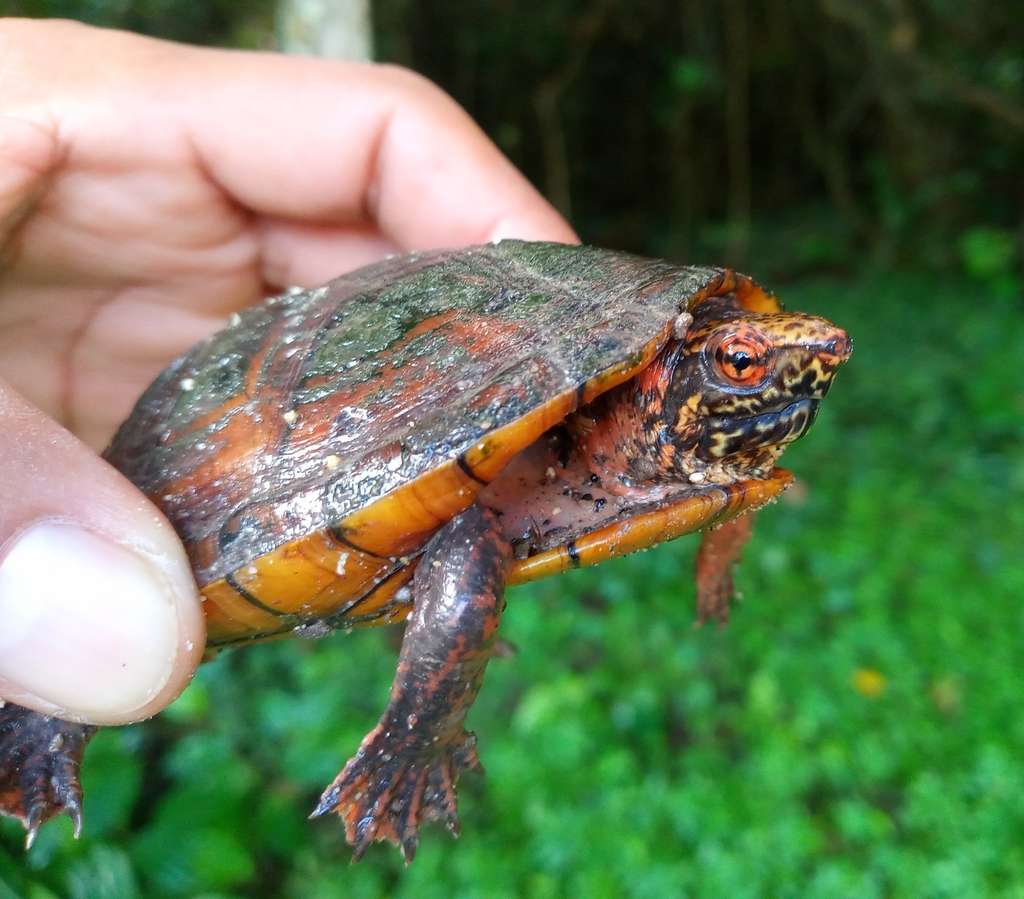 Tabasco Mud Turtle in December 2022 by Esdras García · iNaturalist