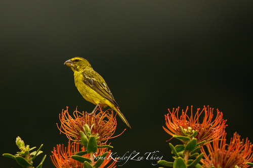 Brimstone Canary