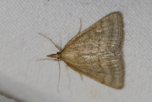Scarce Marsh Pearl