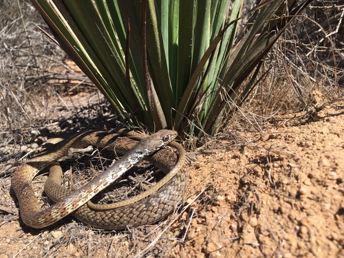 Baja California Coachwhip